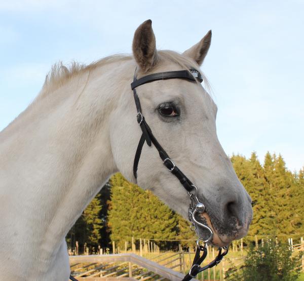 MH bridle  Schwarz/Edelstahl