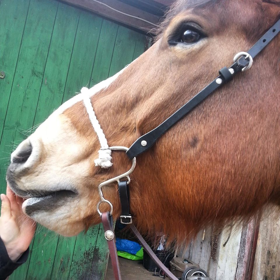 Bits Vs. Hackamores - What Is Best For My Horse